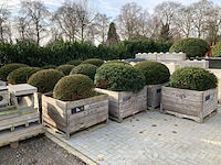 13 stuks taxusbollen in bakken - afbeelding 3 van  5