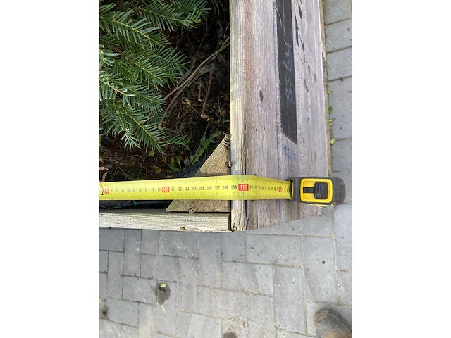 13 stuks taxusbollen in bakken - afbeelding 4 van  5