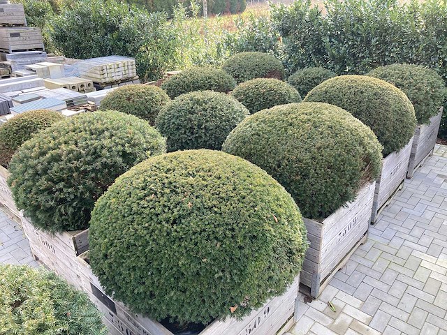 13 stuks taxusbollen in bakken - afbeelding 5 van  5