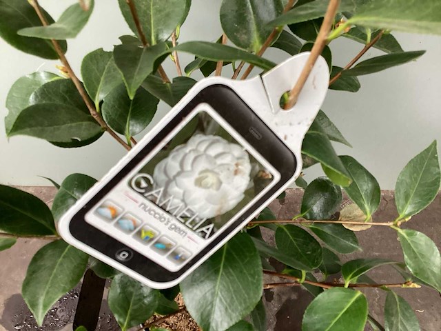 15 camelia - afbeelding 1 van  3