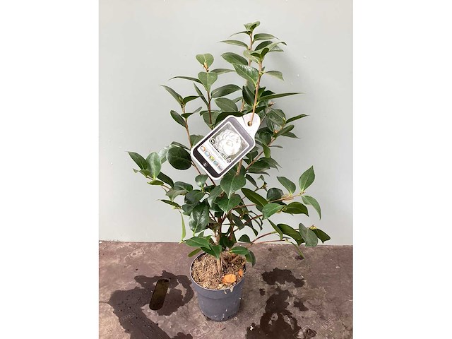 15 camelia - afbeelding 2 van  3