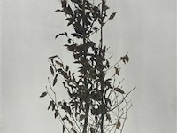 150x haagplanten carpinus betulus - afbeelding 3 van  4