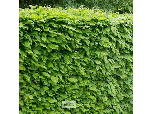 150x haagplanten carpinus betulus - afbeelding 1 van  3