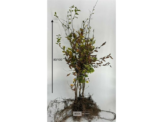 150x haagplanten carpinus betulus - afbeelding 1 van  2