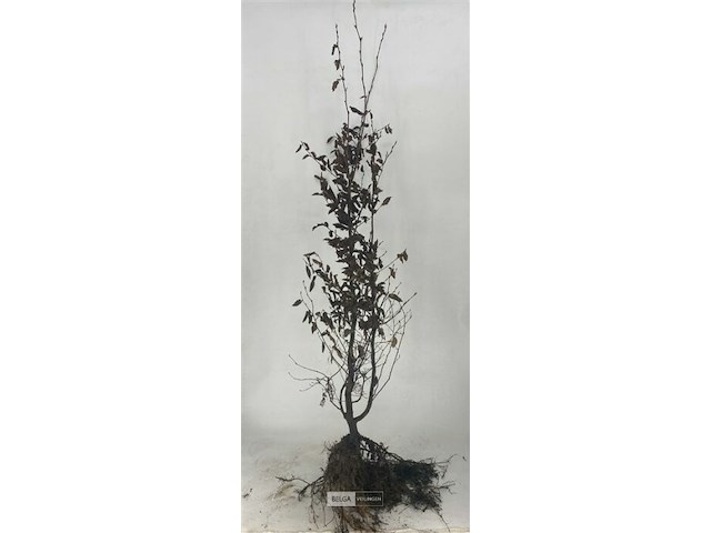 150x haagplanten carpinus betulus - afbeelding 2 van  2