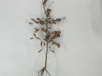 150x haagplanten fagus sylvatica - afbeelding 3 van  3