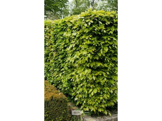 150x haagplanten fagus sylvatica - afbeelding 1 van  3