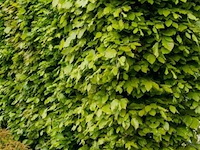 150x haagplanten fagus sylvatica - afbeelding 1 van  3