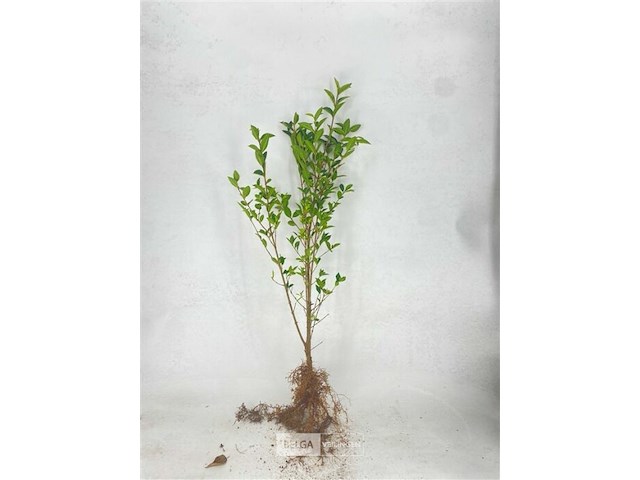 150x haagplanten ligistrum ovalifolium - afbeelding 2 van  4