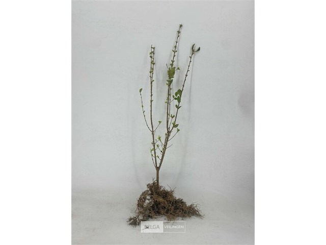 150x haagplanten ligistrum ovalifolium - afbeelding 4 van  4