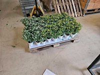 150x huisplant geel en roze met groen in pot artificiëel 27cm h - afbeelding 1 van  5