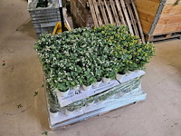 150x huisplant geel en roze met groen in pot artificiëel 27cm h - afbeelding 4 van  5