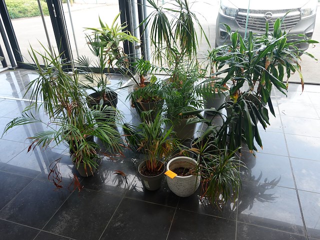 15x diverse planten - afbeelding 1 van  4