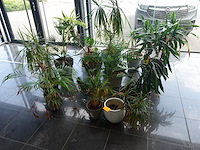 15x diverse planten