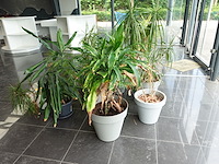 15x diverse planten - afbeelding 2 van  4
