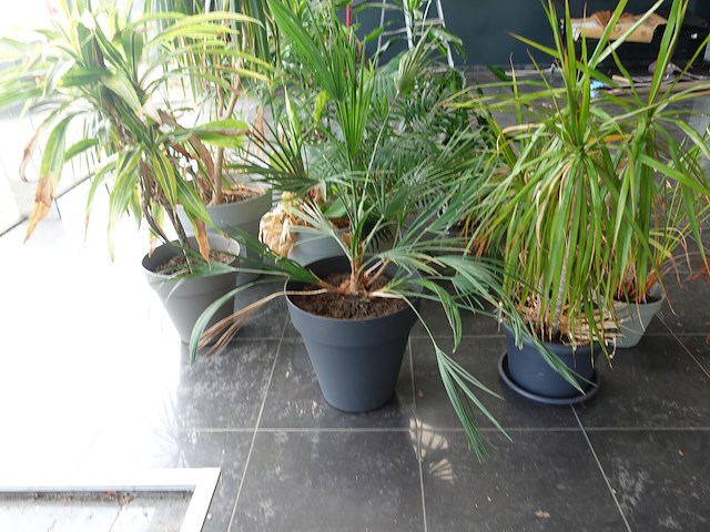 15x diverse planten - afbeelding 3 van  4