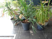 15x diverse planten - afbeelding 3 van  4