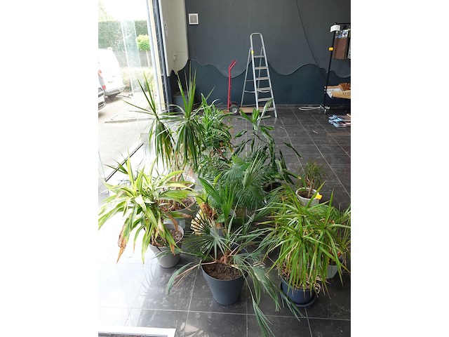 15x diverse planten - afbeelding 4 van  4
