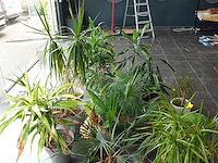 15x diverse planten - afbeelding 4 van  4