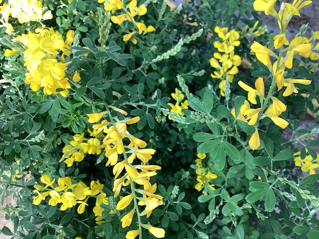 16 sierbrem , 34salvia - afbeelding 3 van  4