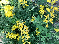 16 sierbrem , 34salvia - afbeelding 3 van  4