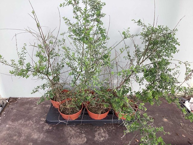 16 sierbrem , 34salvia - afbeelding 4 van  4