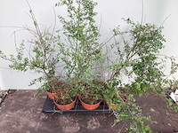 16 sierbrem , 34salvia - afbeelding 4 van  4