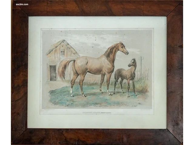 19e-eeuwse ingekleurde lithografie "arlequinne... - afbeelding 1 van  3
