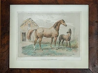 19e-eeuwse ingekleurde lithografie "arlequinne...
