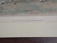 19e-eeuwse ingekleurde lithografie "arlequinne... - afbeelding 2 van  3
