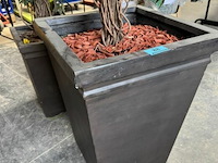 1x benjamin kunstplant h200 cm - afbeelding 2 van  3