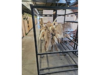 1x pampas en droogbloem wolk 280cm (hangend) - afbeelding 3 van  6