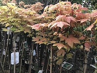 2 acer brillantissimum op stam
