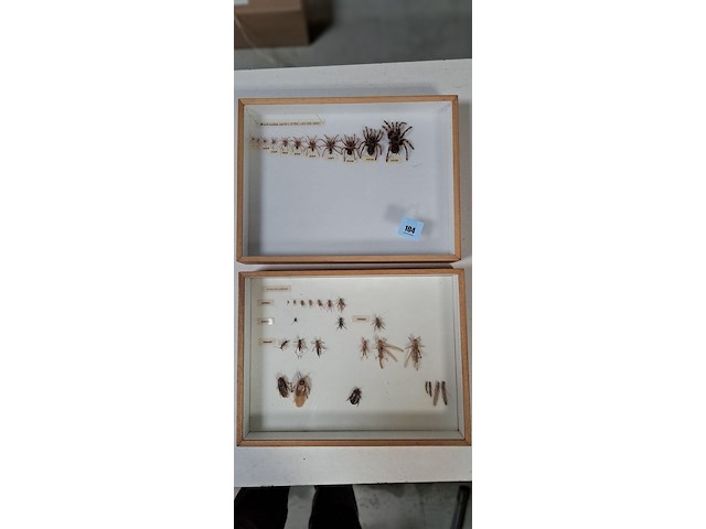 2 bakjes met voedseldieren en een evolutie spin - afbeelding 1 van  1