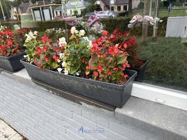 2 bloempotten en circa 9 bloembakken - afbeelding 2 van  14