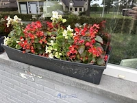 2 bloempotten en circa 9 bloembakken - afbeelding 4 van  14