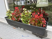 2 bloempotten en circa 9 bloembakken - afbeelding 6 van  14
