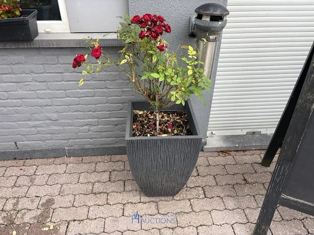 2 bloempotten en circa 9 bloembakken - afbeelding 7 van  14