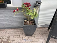 2 bloempotten en circa 9 bloembakken - afbeelding 7 van  14
