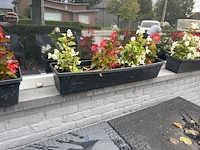 2 bloempotten en circa 9 bloembakken - afbeelding 11 van  14
