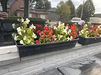 2 bloempotten en circa 9 bloembakken - afbeelding 12 van  14
