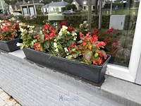 2 bloempotten en circa 9 bloembakken - afbeelding 14 van  14