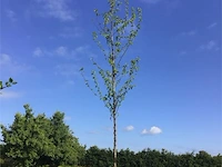 2 carpinusboom - afbeelding 2 van  2