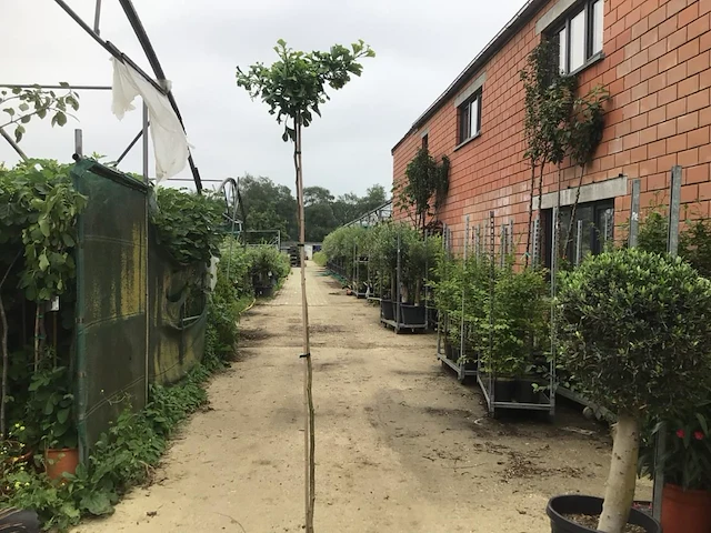 2 ginko biloba - afbeelding 1 van  1