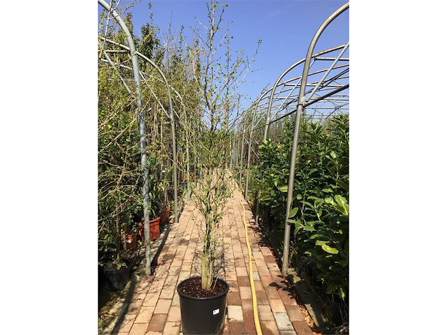 2 ginkostruik - afbeelding 1 van  1