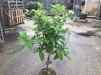 2 hydrangea pinky winky op stam