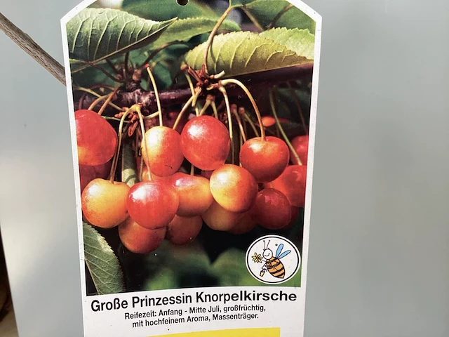 2 kersenstam - afbeelding 1 van  2