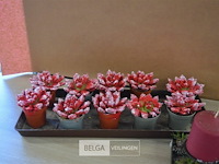 2 kerstdecoratie - afbeelding 2 van  3