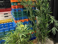 2 kunstplanten - afbeelding 1 van  2