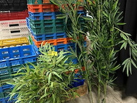 2 kunstplanten - afbeelding 2 van  2